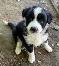 CHAUNCEY, Hund, Mischlingshund in Griechenland - Bild 7