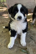CHAUNCEY, Hund, Mischlingshund in Griechenland - Bild 8