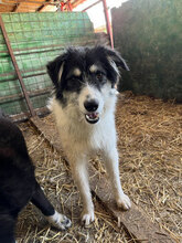 MAXI, Hund, Mischlingshund in Rumänien - Bild 1