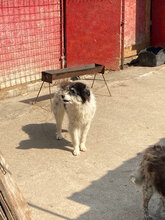 MAXI, Hund, Mischlingshund in Rumänien - Bild 2