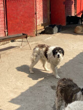 MAXI, Hund, Mischlingshund in Rumänien - Bild 4