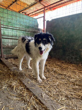 MAXI, Hund, Mischlingshund in Rumänien - Bild 7