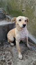 ALBA, Hund, Mischlingshund in Bulgarien - Bild 1