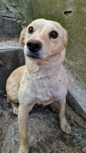 ALBA, Hund, Mischlingshund in Bulgarien - Bild 2