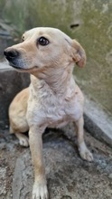 ALBA, Hund, Mischlingshund in Bulgarien - Bild 3