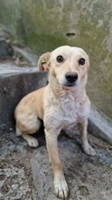 ALBA, Hund, Mischlingshund in Bulgarien - Bild 4