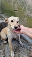 ALBA, Hund, Mischlingshund in Bulgarien - Bild 5