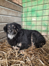 SIMON, Hund, Mischlingshund in Rumänien - Bild 2