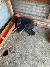 SIMON, Hund, Mischlingshund in Rumänien - Bild 3