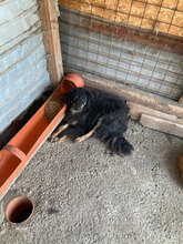 SIMON, Hund, Mischlingshund in Rumänien - Bild 4