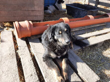 SIMON, Hund, Mischlingshund in Rumänien - Bild 5