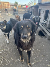SIMON, Hund, Mischlingshund in Rumänien - Bild 6