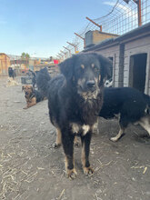 SIMON, Hund, Mischlingshund in Rumänien - Bild 7