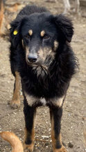 SIMON, Hund, Mischlingshund in Rumänien - Bild 8