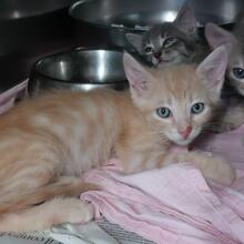 EVO, Katze, Europäisch Kurzhaar in Italien - Bild 10