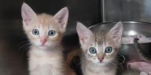 EVO, Katze, Europäisch Kurzhaar in Italien - Bild 11