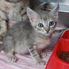EVO, Katze, Europäisch Kurzhaar in Italien - Bild 2