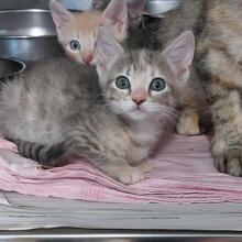 EVO, Katze, Europäisch Kurzhaar in Italien - Bild 3