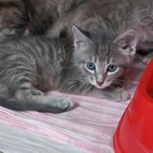 EVO, Katze, Europäisch Kurzhaar in Italien - Bild 4