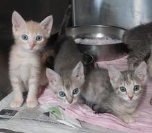 EVO, Katze, Europäisch Kurzhaar in Italien - Bild 6