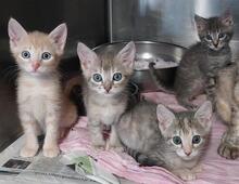 EVO, Katze, Europäisch Kurzhaar in Italien - Bild 7