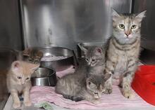 EVO, Katze, Europäisch Kurzhaar in Italien - Bild 8