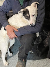 SIMBA, Hund, Mischlingshund in Rumänien - Bild 6