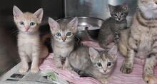 EVI, Katze, Europäisch Kurzhaar in Italien - Bild 1