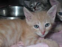 EVI, Katze, Europäisch Kurzhaar in Italien - Bild 5