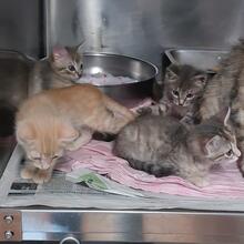 EVI, Katze, Europäisch Kurzhaar in Italien - Bild 9