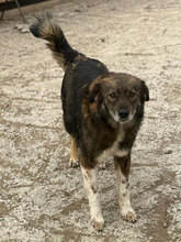 FINA, Hund, Mischlingshund in Rumänien - Bild 1
