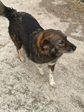 FINA, Hund, Mischlingshund in Rumänien - Bild 2