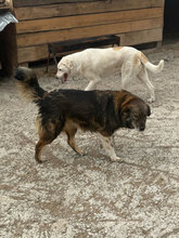 FINA, Hund, Mischlingshund in Rumänien - Bild 3