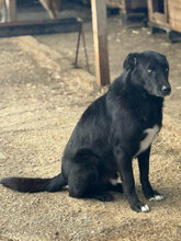 MAIKO, Hund, Mischlingshund in Rumänien - Bild 4