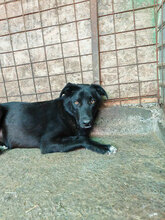 MAIKO, Hund, Mischlingshund in Rumänien - Bild 6