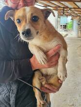 LONI, Hund, Mischlingshund in Rumänien - Bild 2