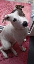 LARA, Hund, Mischlingshund in Düren - Bild 1