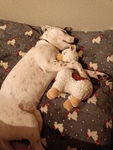 LARA, Hund, Mischlingshund in Düren - Bild 3