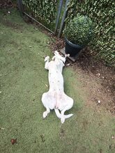 LARA, Hund, Mischlingshund in Düren - Bild 6