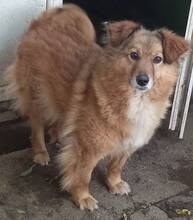 HONEY, Hund, Mischlingshund in Kerpen - Bild 1