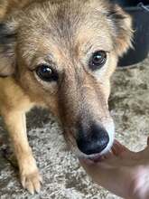 HONEY, Hund, Mischlingshund in Kerpen - Bild 2