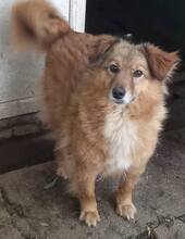 HONEY, Hund, Mischlingshund in Kerpen - Bild 3