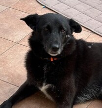 NINA, Hund, Mischlingshund in Seeheim-Jugenheim - Bild 1