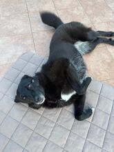 NINA, Hund, Mischlingshund in Seeheim-Jugenheim - Bild 2