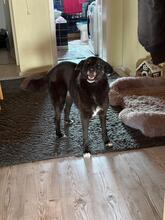 NINA, Hund, Mischlingshund in Seeheim-Jugenheim - Bild 4