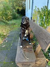 NINA, Hund, Mischlingshund in Seeheim-Jugenheim - Bild 5