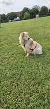 MOJO, Hund, Mischlingshund in Melle - Bild 2