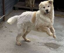 MOJO, Hund, Mischlingshund in Melle - Bild 3
