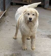 MOJO, Hund, Mischlingshund in Melle - Bild 4