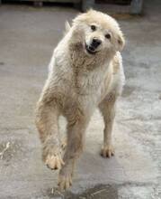 MOJO, Hund, Mischlingshund in Melle - Bild 5